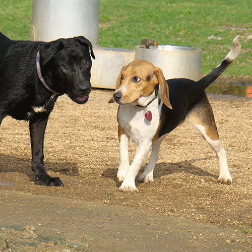 cute grey puppy playing outside by Dog Training Excellence