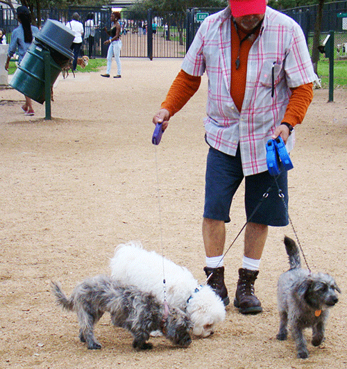 dog walker with 3 dogs