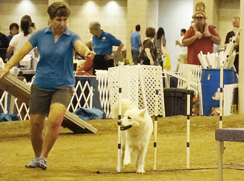 Dog walking games, dog weaving through poles, agility