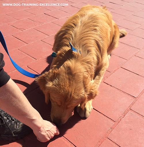 Teach a dog to lay down with luring a dog behavior.