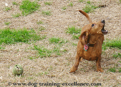 dachshund dog barking at the bark to owner to throw the ball
