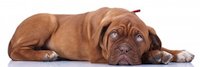 French Mastiff dog down with sad face by Viorel Sima
