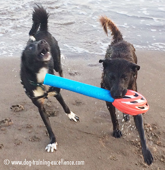 dogs playing at the beach, dog barking