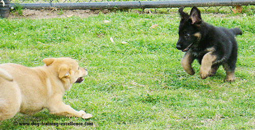 German Shepherd puppy playing, puppy training