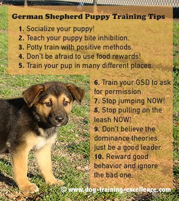 German Shepherd puppy training tips