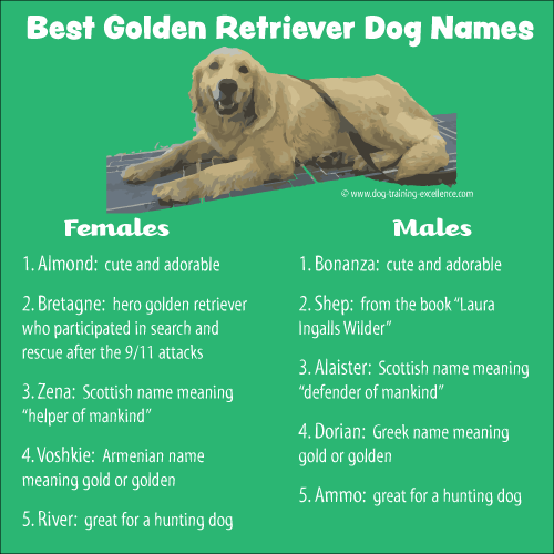 what to name your golden retriever?