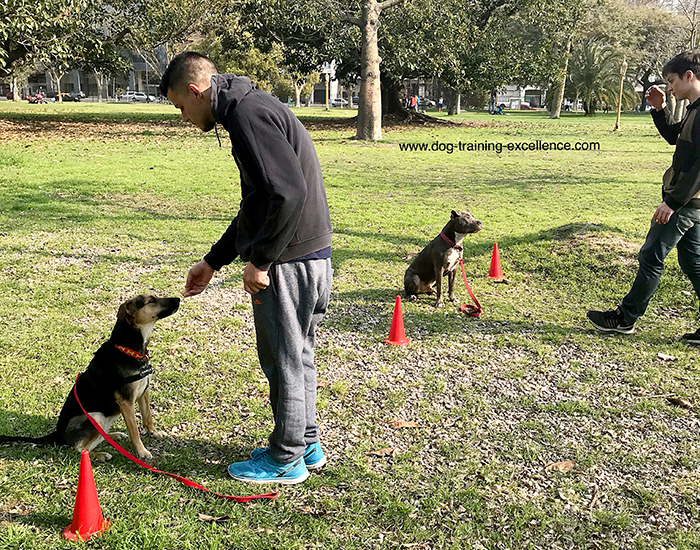 training your dog to stay, sit stay, dog training