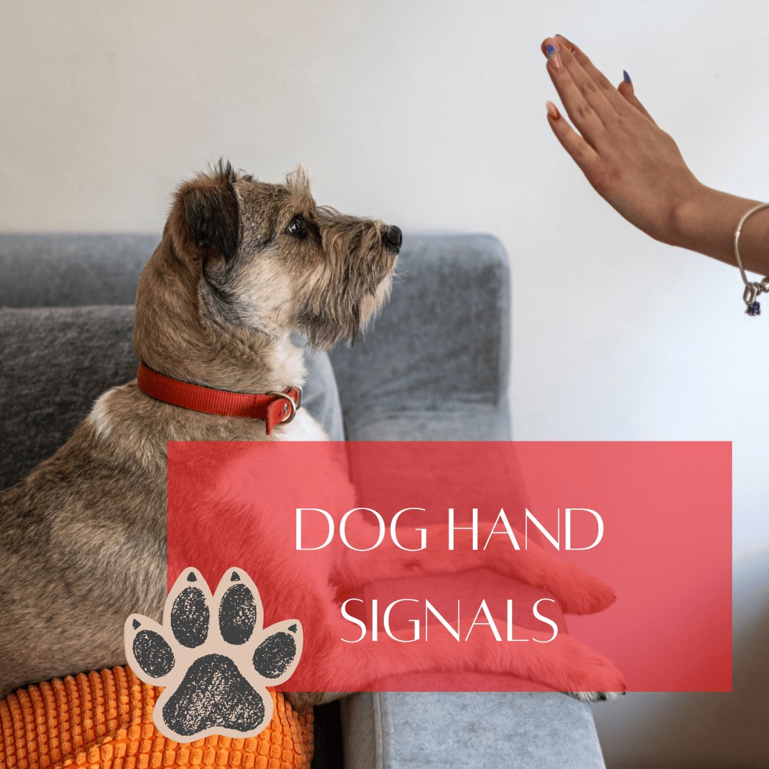 hand signals title home page