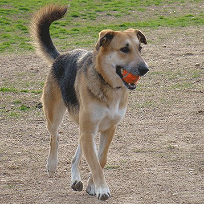 Happy dog with ball in its mouth by Dog Training Excellence