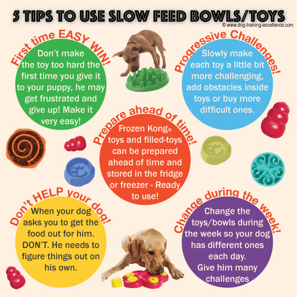 slow feed dog bowls, interactive toys, dog training tips
