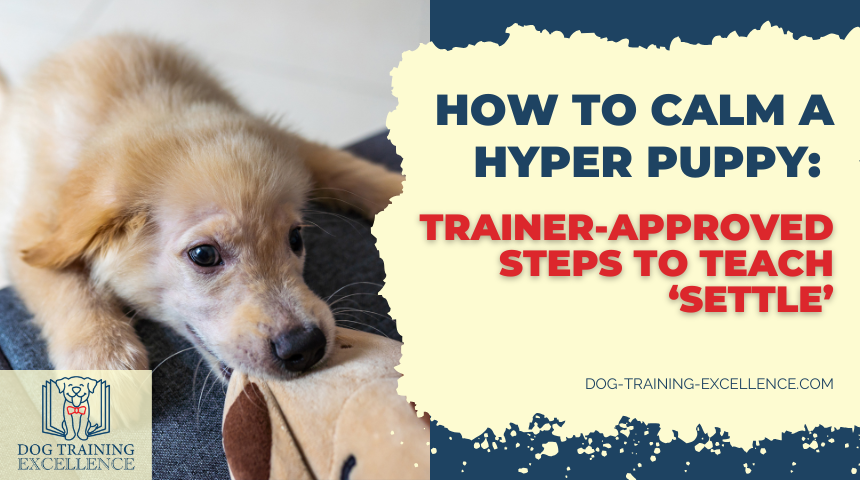Settle command, hyper puppy, how to calm a puppy
