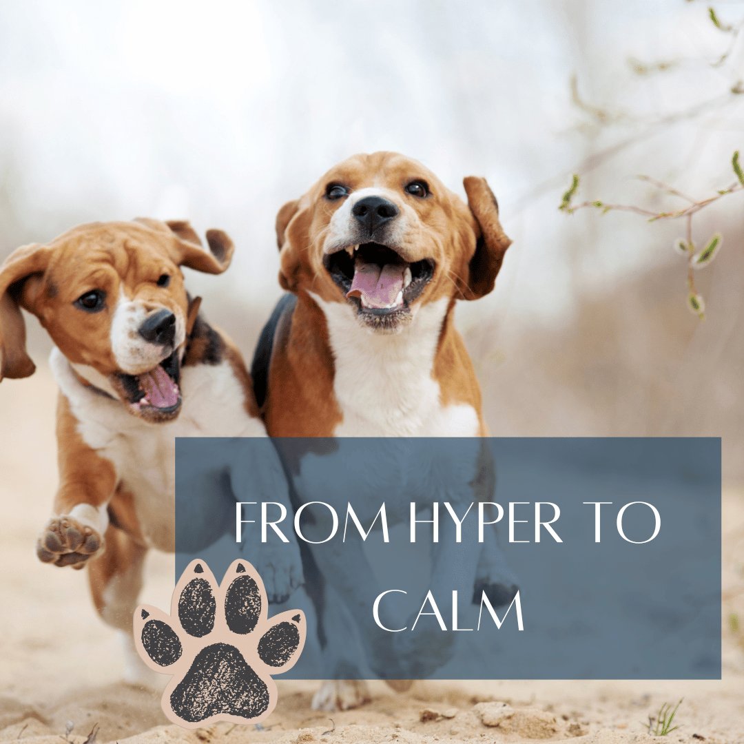 hyper puppy title home page