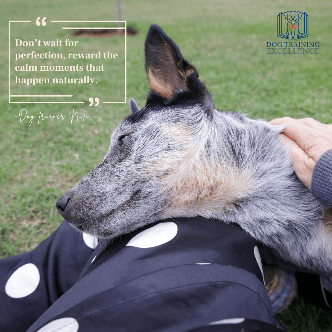 dog quotes, teach a dog the "settle" command, hyper puppy, how to calm a puppy down