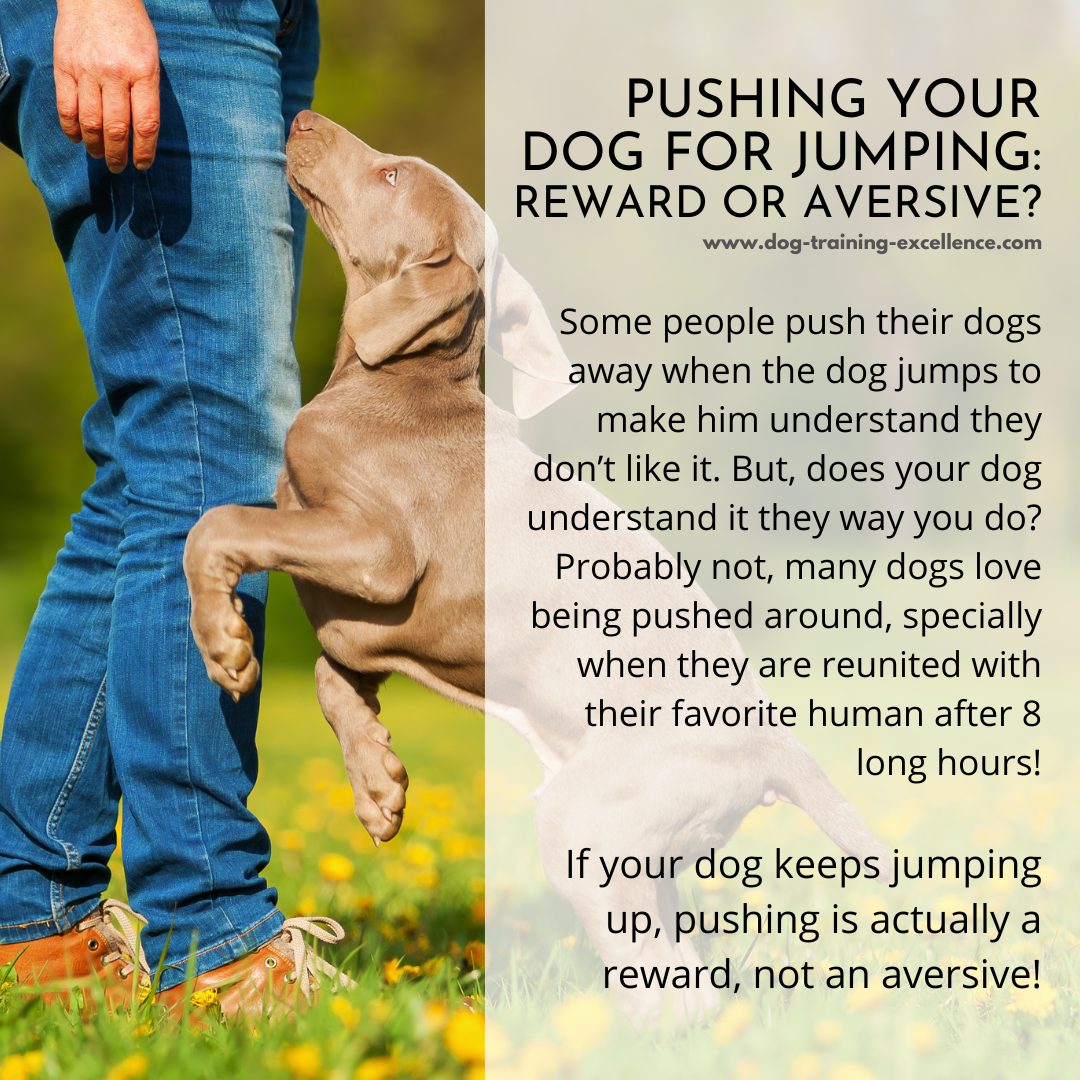 operant conditioning in dog training example, how to stop dog jumping up
