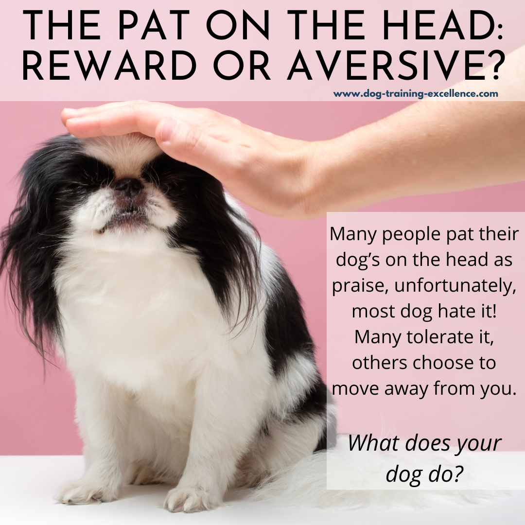 Operant conditioning in dog training example, rewards for dogs