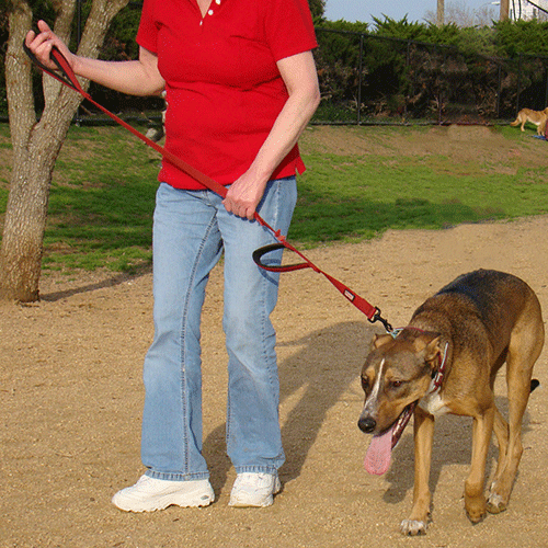Leash training a dog by dog training excellence
