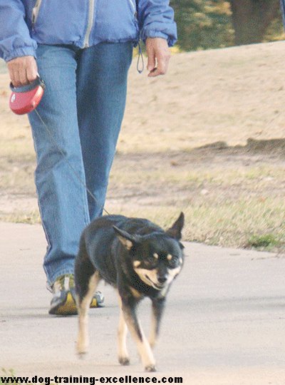 dog and owner talking a walk in the park with extendable leash