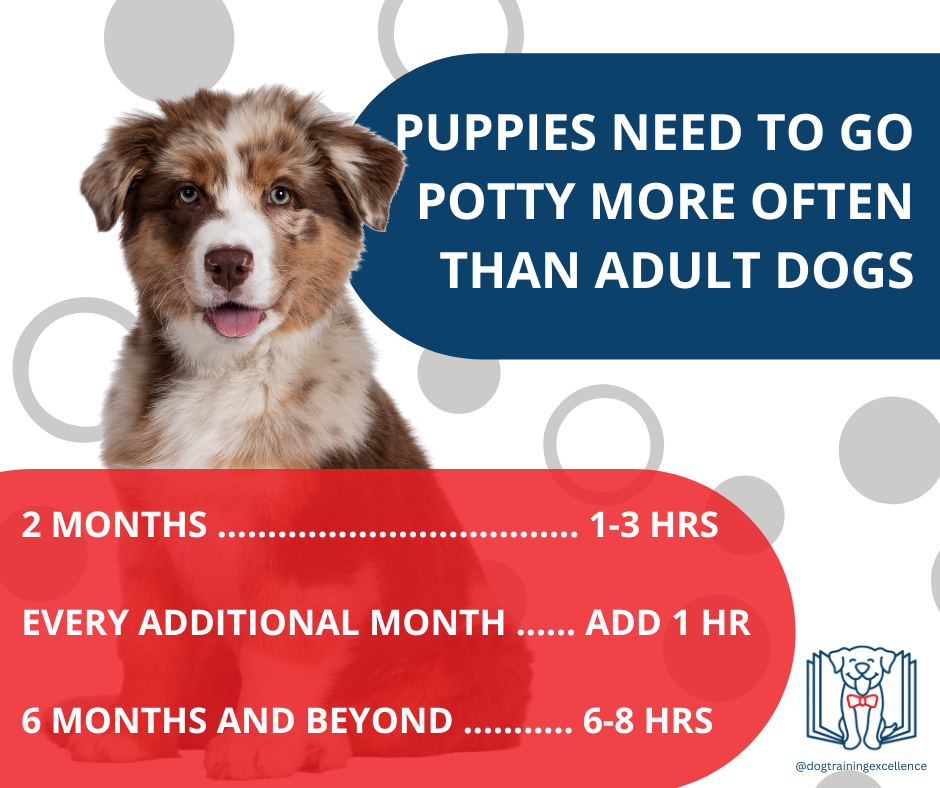 Free printable puppy crate training schedule! The best solution to potty train your dog and prevent home destruction. Follow this positive and effective method and your canine will love its new den.