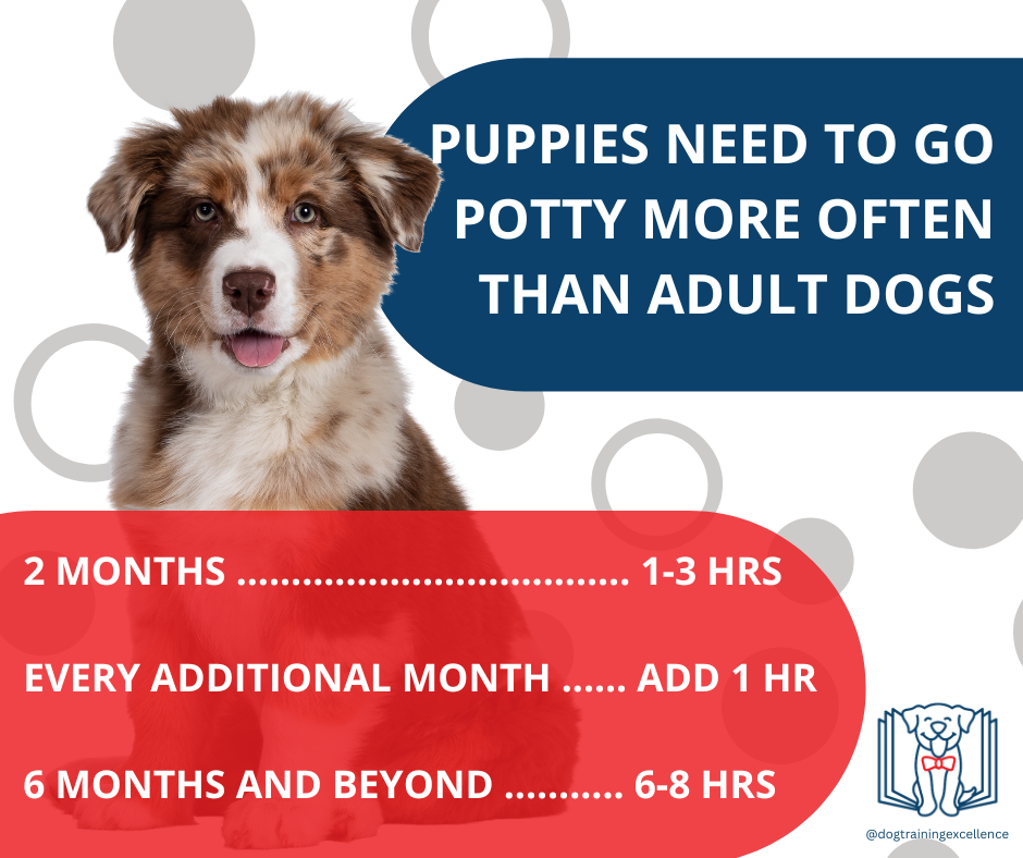 Puppy Crate Training Schedule: The Ultimate Guide – Porch Potty USA