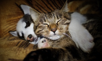 puppy and cat sleeping together by Veronika Komarova