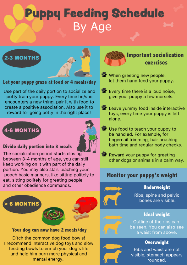puppy feeding chart by age, puppy feeding schedule, how many times a day should I feed my dog