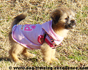 cute puppy in pink shirt outside for potty time