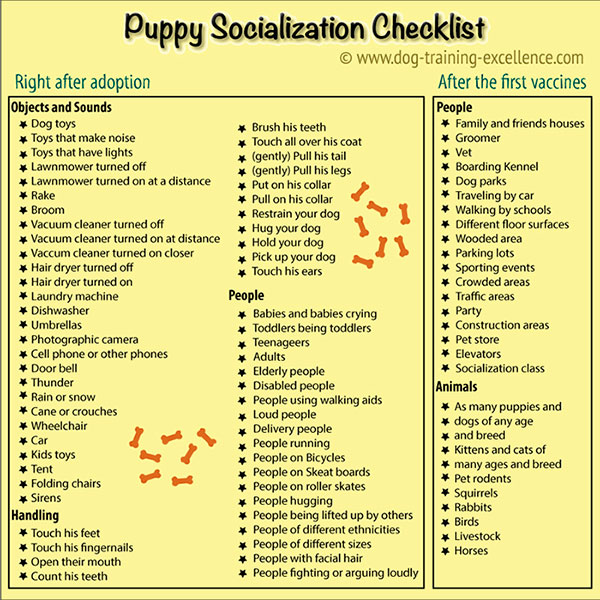 Should I get a puppy, puppy socialization checklist