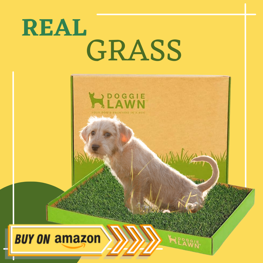 real grass potty puppy buy