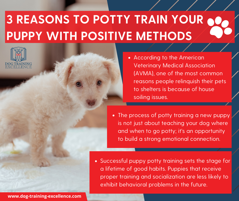 3 reasons to potty train your puppy