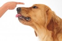 operant conditioning in dog training, what is operant conditioning, instrumental conditioning