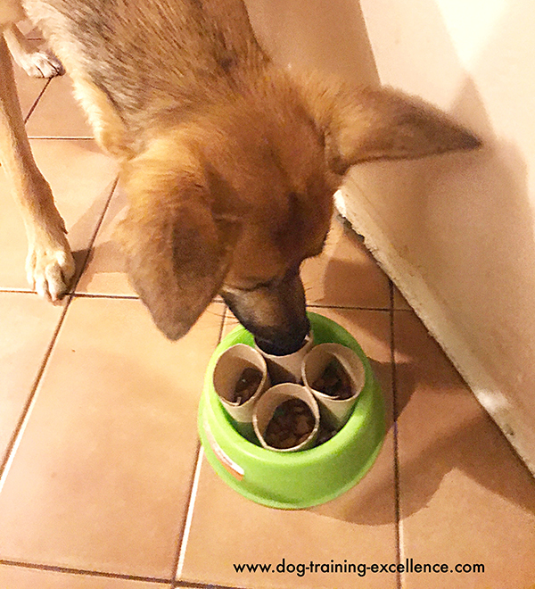 Ideas for home made slow feed dog bowls