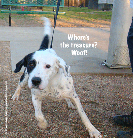 dog walking games, cute black and white puppy dog looking at camera