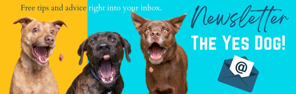 The yes dog newsletter pictures